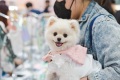 2026年韩国首尔宠物用品展览会K-PET展位预定流程+核心注意事项，企业参展快速上手