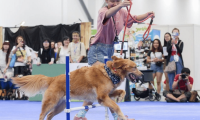 新加坡宠物用品展览会(Pet Expo Singapore)2027年参展指南