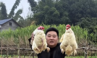 泸州“村播”的进阶之路：一个个直播间，成为乡村振兴的“新引擎”丨市州观察