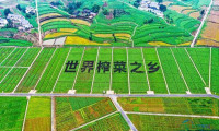 第八届涪陵榨菜产业国际博览会将于2月6日拉开帷幕