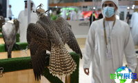 2027年迪拜狩猎展览会展位布局与费用详情