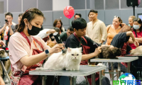 2026年香港猫咪博览会观展指南（日期+场馆+购票）