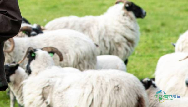 2026年英国哈罗盖特国际地面材料展览会:参展商British Wool