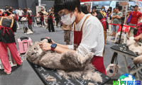 2026年新加坡猫展(Asia Cat Expo)票价及购票方式