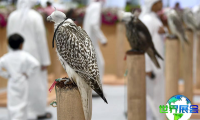 中东狩猎博览会(Middle East Hunting Expo)2027年票务获取方式