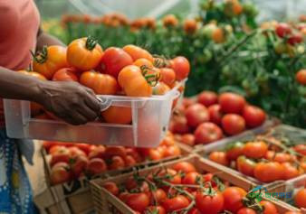 塞内加尔达喀尔国际食品加工展览会:聚焦SIAGRO 2226,汇聚全球农业专业观众共促产业创新