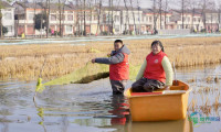 潜江积极执行省“虾十条”部署,推动龙虾全产业链实现持续高质量发展