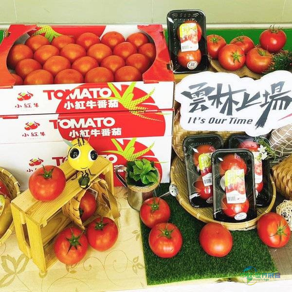 中国台北食品展 台湾软协展示多元产品