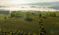 第18届贵州茶产业博览会毕节分会场及2026太极古茶品牌文化推广活动即将拉开帷幕