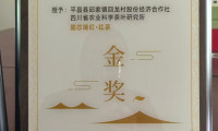 五年拿下五大金奖，四川这个村庄的茶叶如何蜕变为“金叶子”丨田野来讯