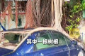 榕树根系缠绕，停放12年轿车被“吞噬”，物流园保安称：目睹其从全新到被完全包裹，但园方仅具管理权限，无权处置