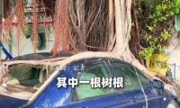 榕树根系缠绕，停放12年轿车被“吞噬”，物流园保安称：目睹其从全新到被完全包裹，但园方仅具管理权限，无权处置