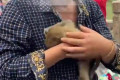 贵阳男子在黔灵山抱走一只猕猴幼崽，声称“它妈妈已死，我要来养”，园方：已劝阻并移交派出所，明确警告不许再犯