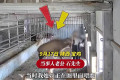 陕西宝鸡一名女子在鹿圈直播喂鹿时，遭一头400多斤重的发情种公鹿从背后突袭猛撞，其丈夫表示：公鹿发情，导致她全身多处软组织损伤